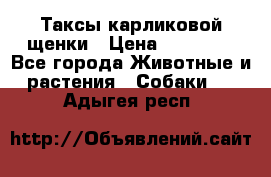 Таксы карликовой щенки › Цена ­ 20 000 - Все города Животные и растения » Собаки   . Адыгея респ.